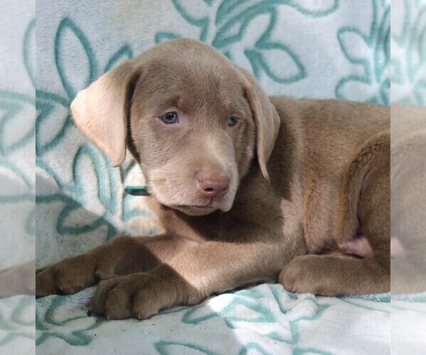 Medium Photo #1 Labrador Retriever Puppy For Sale in CHARLOTT HALL, MD, USA