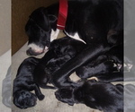 Small Photo #23 Great Dane Puppy For Sale in PIERSON, MI, USA