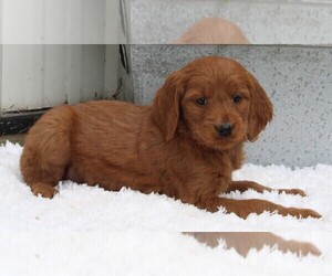 Goldendoodle Puppy for sale in FREDERICKSBURG, OH, USA
