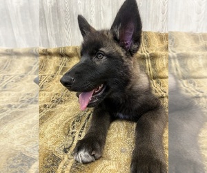 Wolf Hybrid Puppy for sale in TAYLORS FALLS, MN, USA