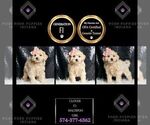Puppy Clover F1 Maltipoo