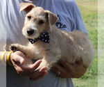 Small #2 Poodle (Miniature) Mix
