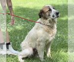 Small #2 Great Pyrenees