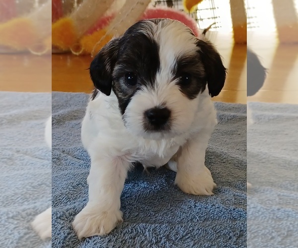 Medium Photo #1 Mi-Ki-Poodle (Toy) Mix Puppy For Sale in BLAND, MO, USA