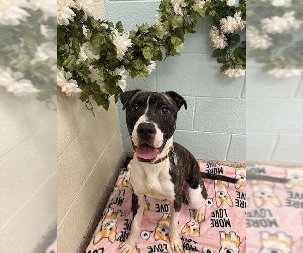 Medium Photo #1 American Pit Bull Terrier Puppy For Sale in Brighton, CO, USA