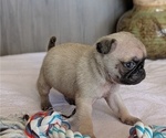 Small #3 Pug