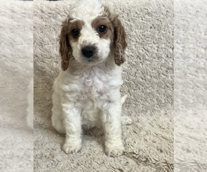 Cavapoo Puppy for sale in MURRIETA, CA, USA