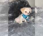 Small #1 Jatzu-Pekingese Mix