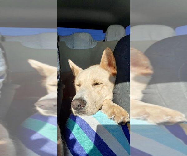 Medium Photo #7 Mutt Puppy For Sale in Newport Beach, CA, USA