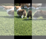 Small Photo #5 Pembroke Welsh Corgi Puppy For Sale in OCEANSIDE, CA, USA
