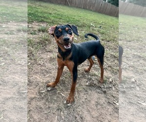 Chihuahua-Unknown Mix Dogs for adoption in Greenville, SC, USA