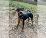 Luther - Male Chihuahua-Unknown Mix Dog for Adoption - Small photo