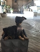 Small Photo #15 Miniature Pinscher Puppy For Sale in BULGER, PA, USA