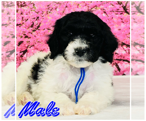 Medium Photo #2 Poodle (Standard) Puppy For Sale in BURNS, TN, USA
