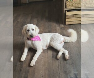 Mother of the Goldendoodle puppies born on 05/28/2025