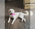 Small Photo #1 Goldendoodle Puppy For Sale in HOUSEVILLE, NY, USA