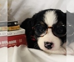 Small Photo #9 Miniature Australian Shepherd Puppy For Sale in E LAURINBURG, NC, USA