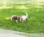 Small #3 Dachshund