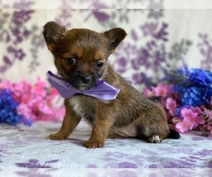Unknown-Yorkshire Terrier Mix Puppy for sale in LANCASTER, PA, USA