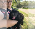 Small Photo #5 Labradoodle-Poodle (Standard) Mix Puppy For Sale in DELTONA, FL, USA