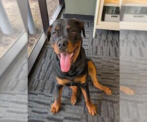 Rottweiler Dogs for adoption in Sacramento, CA, USA