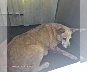 Mutt Dogs for adoption in San Antonio, TX, USA