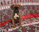 Small Photo #21 Boxer Puppy For Sale in CHILHOWEE, MO, USA