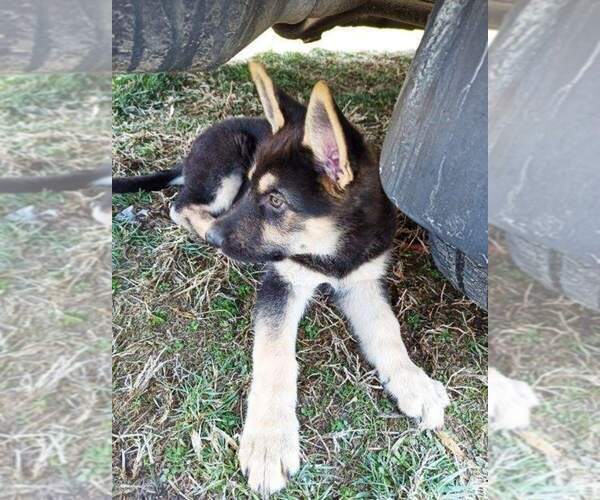 Medium Photo #15 German Shepherd Dog Puppy For Sale in BEDFORD, IN, USA