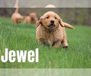 Medium Golden Retriever