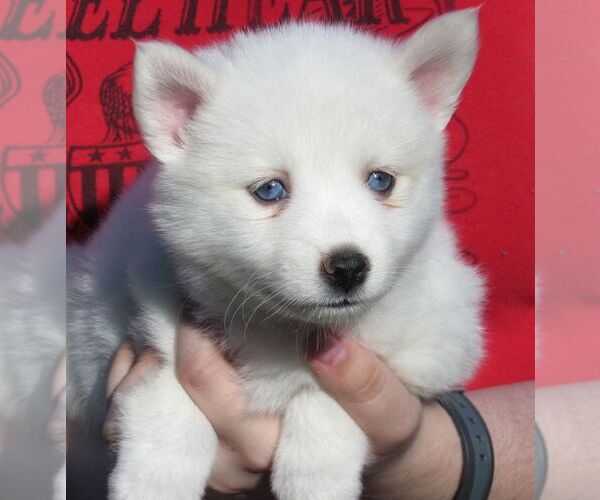 Medium Photo #5 Alaskan Klee Kai Puppy For Sale in SEBRING, FL, USA