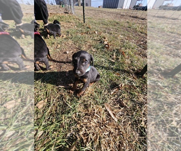 Medium Photo #19 Doberman Pinscher Puppy For Sale in TIPTON, MO, USA