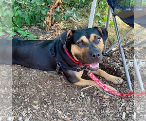 Molly - Female Mutt Dog for Adoption - Photo #16