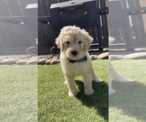 Poodle (Standard) Puppy for sale in EXETER, CA, USA