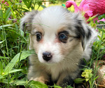 Small #1 Miniature Australian Shepherd