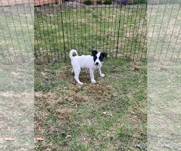 Medium Photo #2 Labrador Retriever-Unknown Mix Puppy For Sale in SHERBURNE, NY, USA