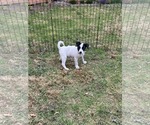 Small #1 Labrador Retriever Mix