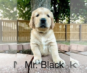 Golden Retriever Puppy for sale in SAN ANTONIO, TX, USA