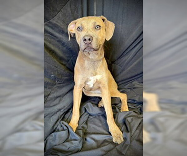 Medium Photo #1 Black Mouth Cur-Catahoula Leopard Dog Mix Puppy For Sale in Pleasanton, TX, USA