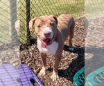 SEVEN - Male Mutt Dog for Adoption - Small photo