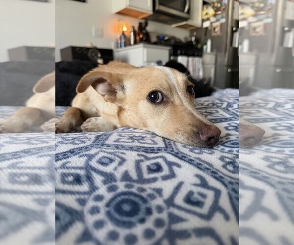 Medium Photo #4 Chihuahua-Unknown Mix Puppy For Sale in Sandy, UT, USA