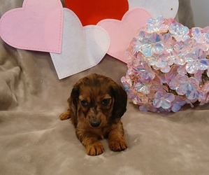 Dachshund Puppy for Sale in BURLINGTON, Massachusetts USA