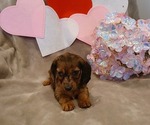 Small Dachshund