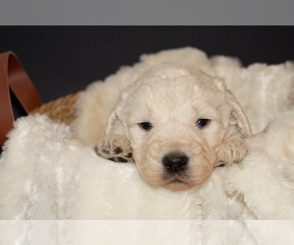 Medium Photo #1 English Cream Golden Retriever-Goldendoodle Mix Puppy For Sale in MOORCROFT, WY, USA