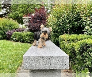 Medium Yorkshire Terrier