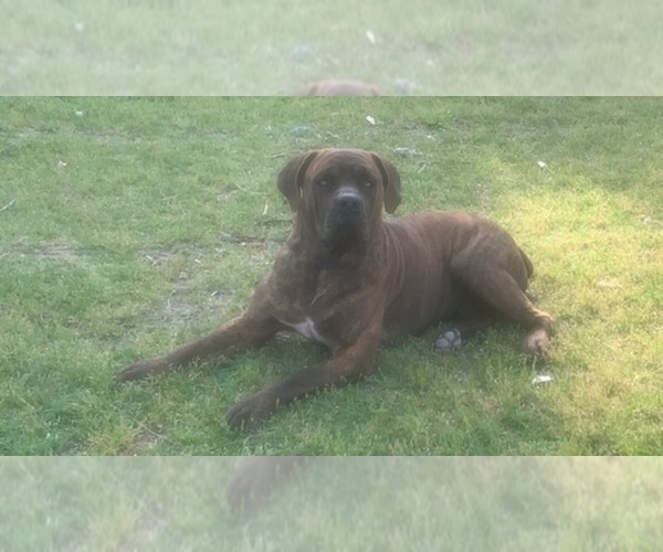 Medium Photo #16 Cane Corso Puppy For Sale in FAYETTEVILLE, NC, USA