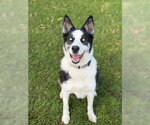Homie - Male Siberian Husky Dog for Adoption - Small photo