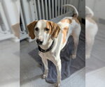 Small #1 Mutt