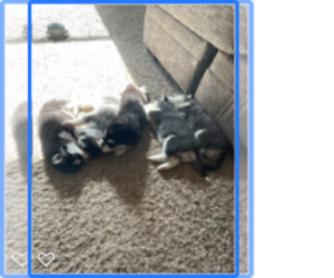 Siberian Husky Puppy for sale in FAYETTEVILLE, NC, USA