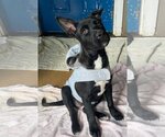 Small #1 Mutt