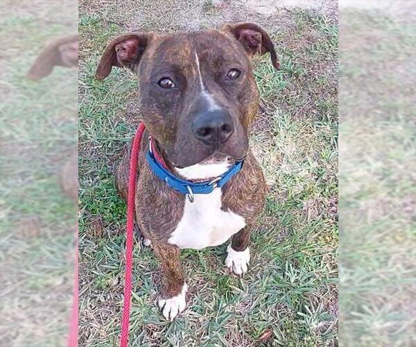 Medium Photo #1 American Staffordshire Terrier Puppy For Sale in Fort Lauderdale, FL, USA